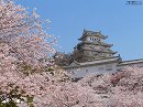 姫路城13 桜と姫路城
